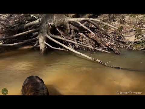 Creek scenes at AldermanFarms after Big Rains!