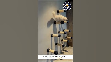 Callas Wall Mounted Cat Tree Activity Scratching Shelves Set