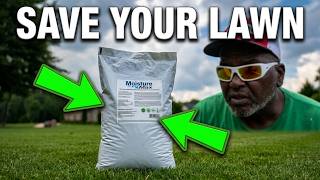 How I will revive my Devastated lawn Quickly