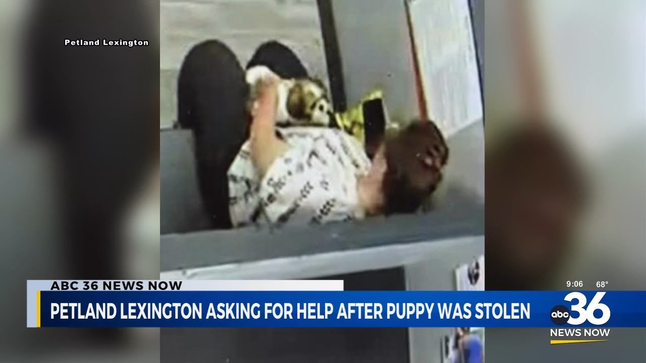Petland Lexington asking for help after a puppy was stolen - YouTube