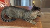 くるねこ