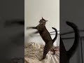 Enter the Dragon: Feline Edition #kungfucat #funnycats #funny