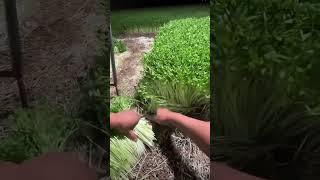 A Documentary on the Lives of People in Agriculture Rural Areas and Farmers Rural Life and