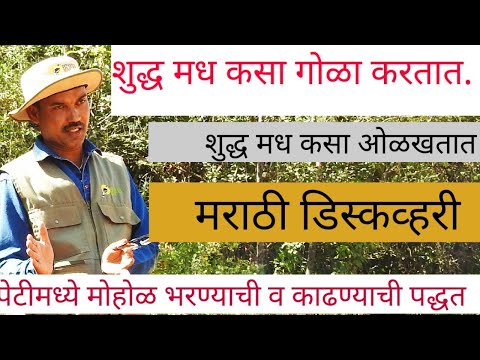 शुद्ध मध कसा गोळा करतात . how to harvesting Honey in forest. Marathi discovery.