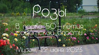 Розы в парке 50-летия советской власти, Roses in the park "50 years of Soviet power"