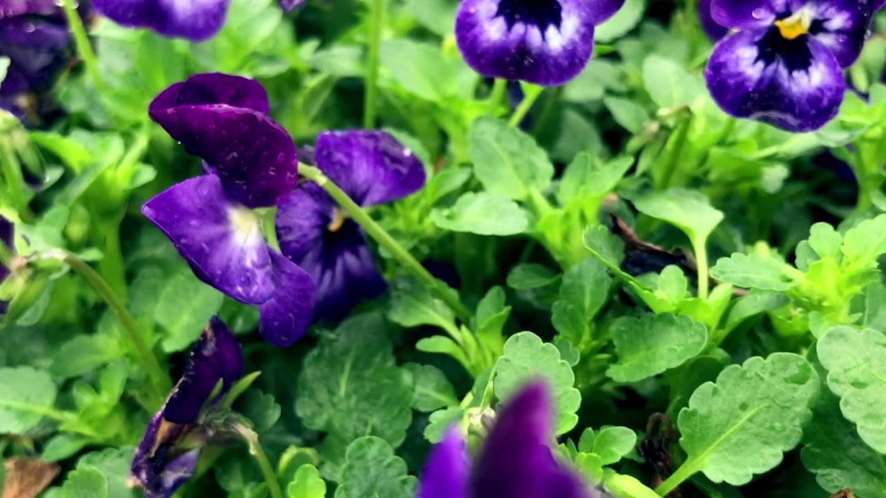 VIOLA `PENNY DENIM JUMP UP` - YouTube