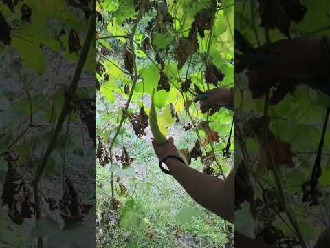 #motivation #outdoor gardening #viral