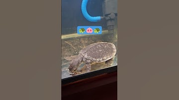 Rùa mũi lợn size 11-12cm cám chìm tại Ú Ù PETSHOP CPC