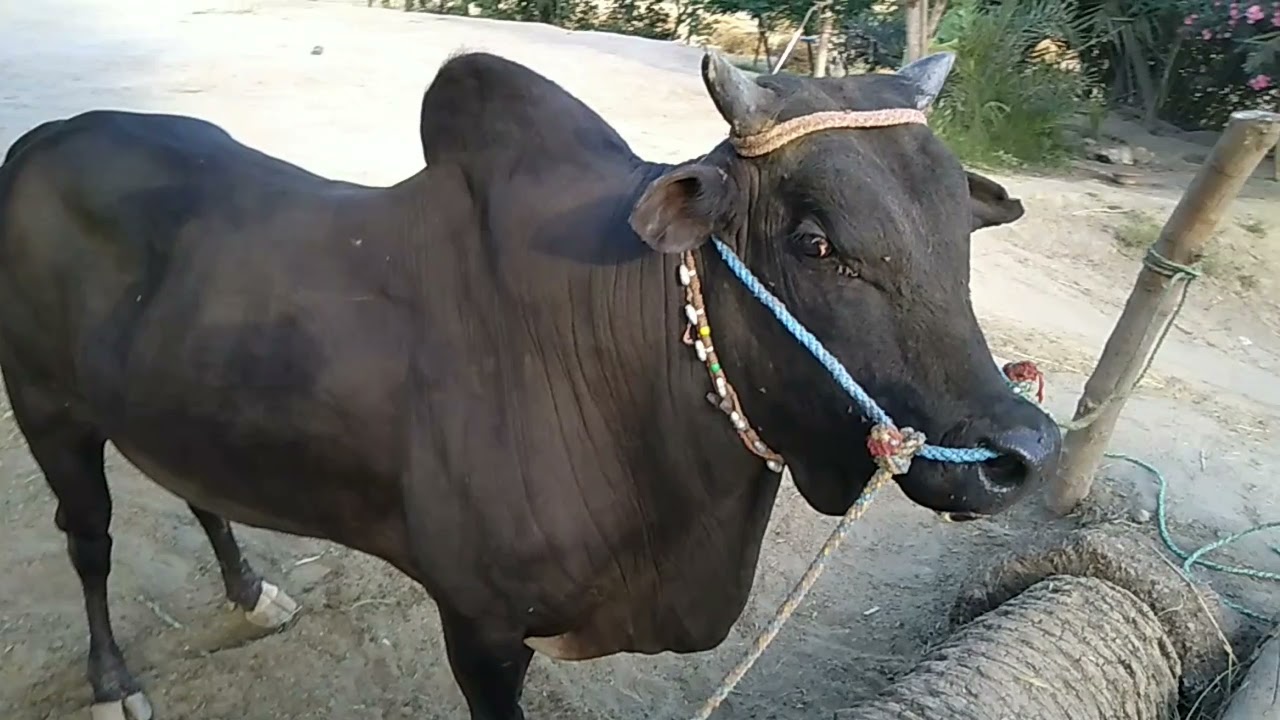 Baisakhi Mela Festival in punjab Pakistan Layyah belloon ka mela