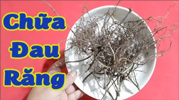 Cách chữa đau răng viêm chân răng bằng lá lốt nhanh khỏi tại nhà