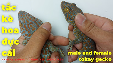 4 Cách Phân Biệt Tắc Kè Hoa Đực Cái - Difference Between Male And Female Tokay Gecko