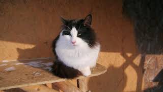 Норвежский лесной котенок Richard On Fashion Peak, 8,5 месяцев Норвежский лесной котенок Richard On Fashion Peak, 8,5 месяцев