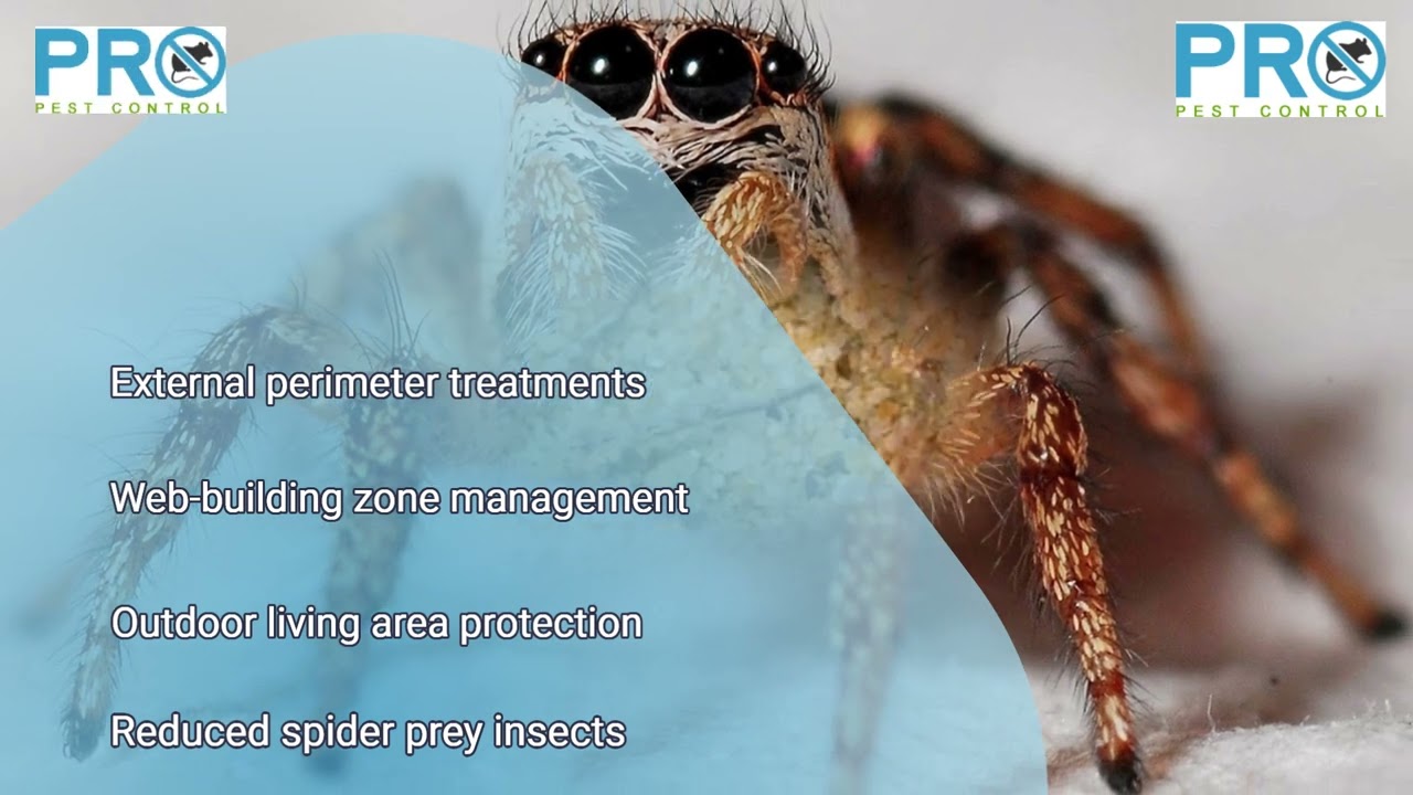 Seasonal Spider Control in Canberra | Family & Pet-Safe Pest Extermination