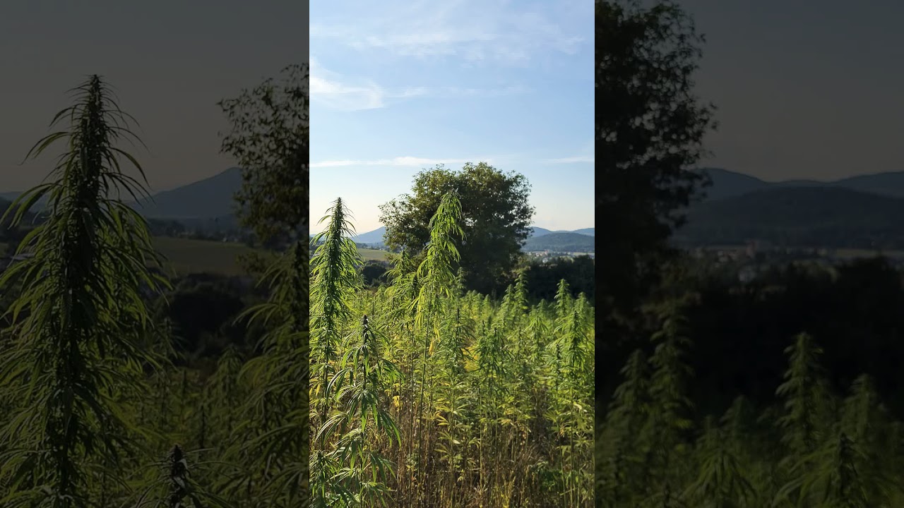 QUEENFIELD. carmagnola