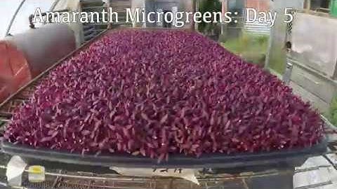 Timelapse: Amaranth Microgreens