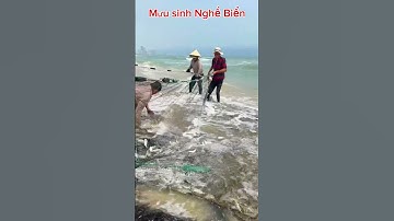 3 Tấn Cá Đù Tại Biển Bắc Mỹ An