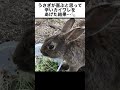 うさぎが喜ぶと思って辛いカイワレをあげた結果…