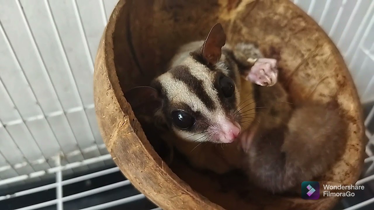 Ooo jadi gini yang di lakuin Sugar Glider kalo lagi Hamil (Inpouch usia 2 minggu).......