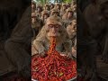 🐵 Extreme Spicy Food Challenge Monkey 🌶️🔥 | Funny Mukbang Shorts #shorts