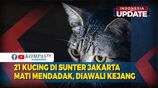MISTERIUS! 21 Kucing di Sunter Jakarta Mati Mendadak, Diawali Kejang