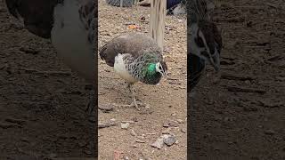 Peacocks #peacock #peahen #peafowl #farm