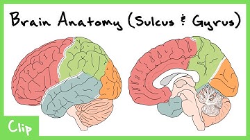 Cortical Structure Of The Brain Explained (Sulcus & Gyrus) | Clip