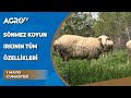Sönmez Koyun Irkının Tüm Özellikleri / Dr. Koyuncu - Agro TV