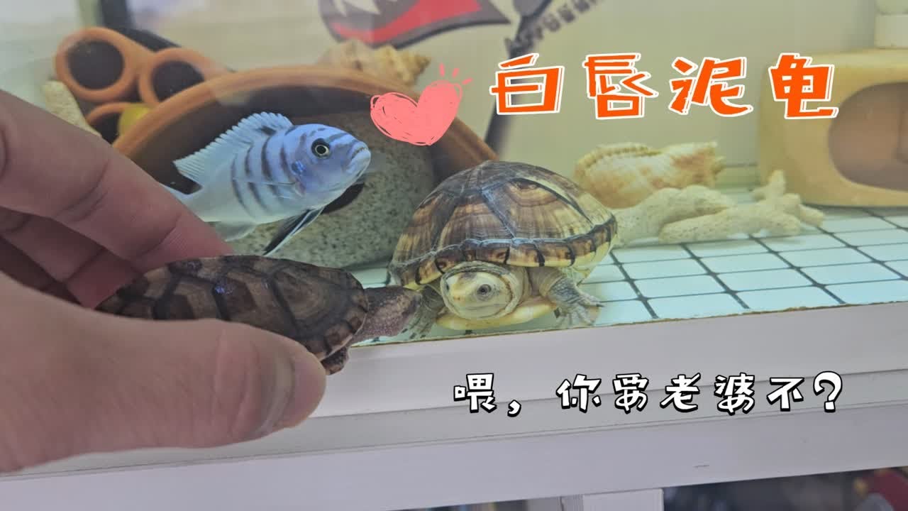 [鱼龟混养][白唇泥龟][三湖慈鲷]------小白唇合缸了，猜猜两只白唇和小骷髅相处怎么样？ - YouTube