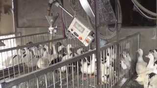 Ferme tradionnelle d'élevage de canards gras