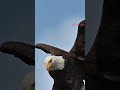 النسر الملكي من أقوى واذكي أنواع النسور زات قوة وحضور محمية مرسي علم سبحان الله 