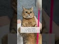 【猫動画】赤ちゃんみたいに膝の上であやしていたら... #shorts #YouTubePartner
