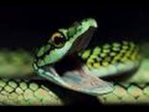 pythons for sale Snake Bytes TV - Handling the Meanest Snakes in the World! SnakeBytesTV
