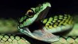 Snake Bytes TV - Handling the Meanest Snakes in the World! SnakeBytesTV