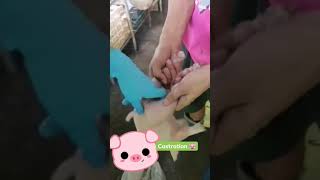 Piglet Castration 