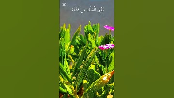 قل اللهم مالك الملك #سورة_آل_عمران #قران_كريم #قرآن #راحة_نفسية #هدوء #الدوسري#طبيعة #ورد#اكسبلور
