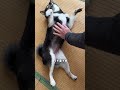 アタチは元気ですけど。