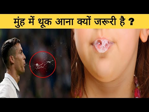 वीडियो: क्या लामा इंसानों पर थूकते हैं?