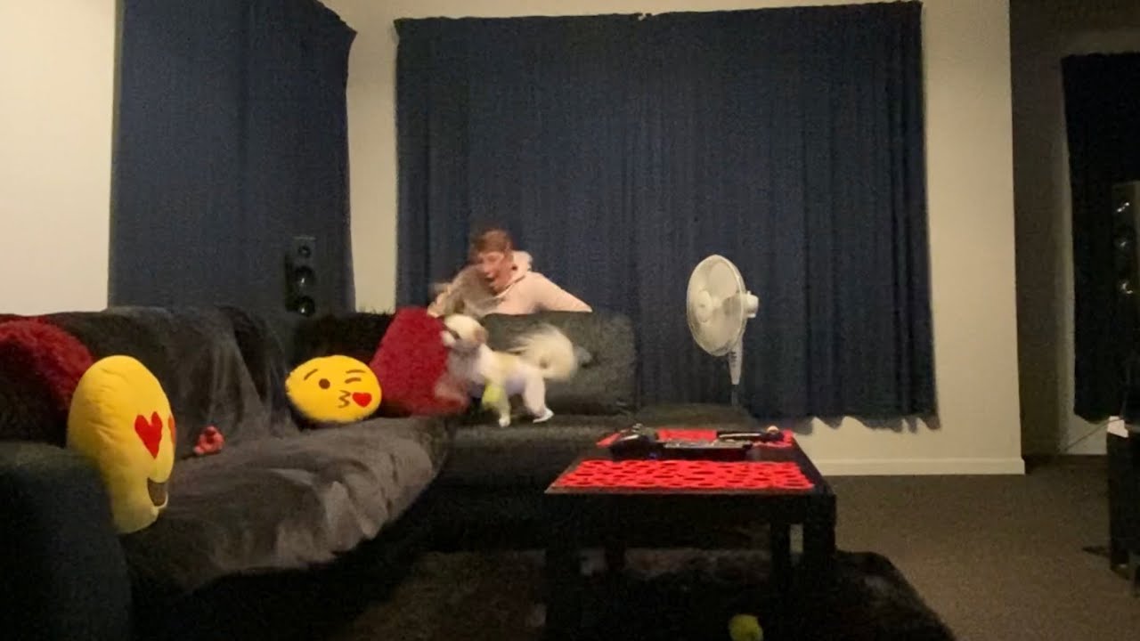 Dog Jump Scare YouTube