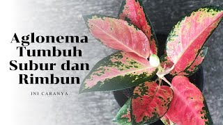 4 Ways to Make Aglonema Grow Lush and Lush