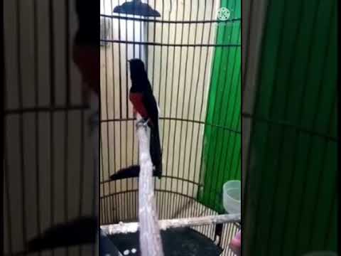 Murai batu Nias volume keras isian mewah