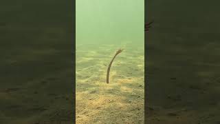 Float it drag it fish the new StrikeKingLure FG Worm anyway you please