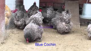 Blue Cochin