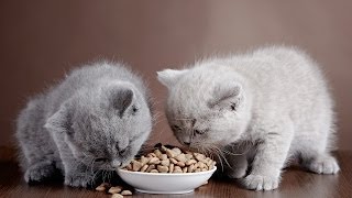 Dry Cat Food vs. Wet Cat Food | Cat Care