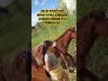 Dando Banana Pro Nosso Cavalo de Petisco Pela Primeira Vez #cavalo #cuidados #explore #fyp #rotina