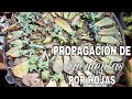 REPRODUCCIÓN DE SUCULENTAS POR HOJAS