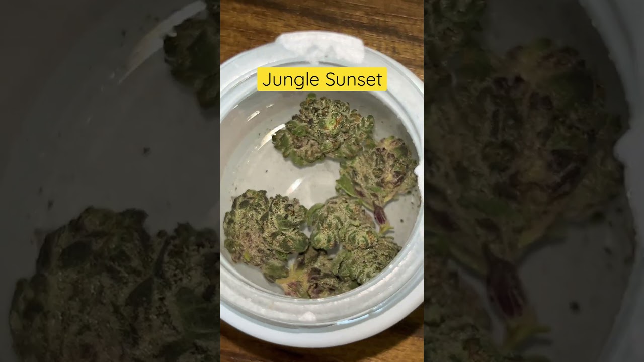 Jungle Sunset Strain