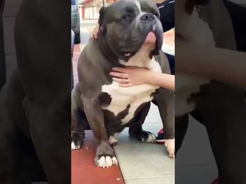 Hulk Dog Giant Pitbull Dog Status Youtubeshorts Ytshorts Pitbulldog Viral Dog Hulk