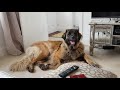 AFTERNOON ROUTINE WITH MY LEONBERGER #leonberger #dogvlogs #animals