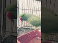 mithu k action shuru ho gay 😂😂😂 #parrot #talkingparot #birds #nonstoptalkingparrot #talkingparrot