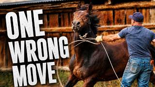 This Is How We Build Trust With The Wild Ranch Horse